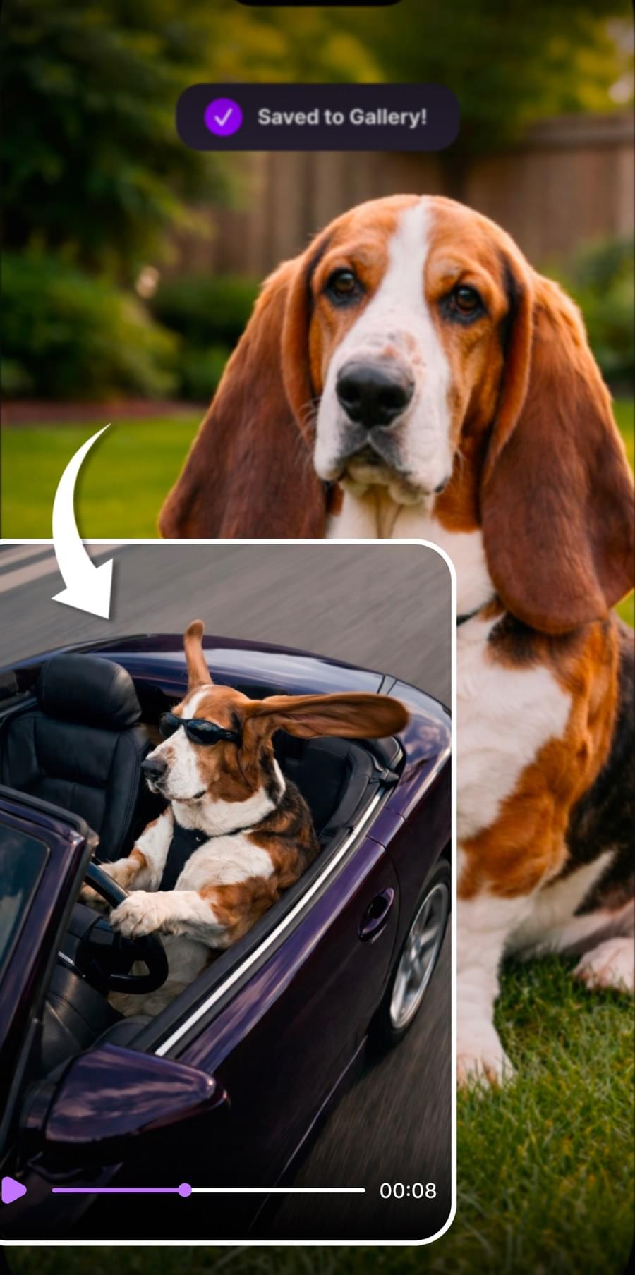 Funny Pets Drive effect in the Live Photo app